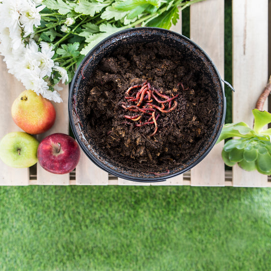 Composting Worms